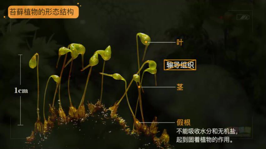 生物圈中的绿色植物(736.17M) 百度网盘分享
